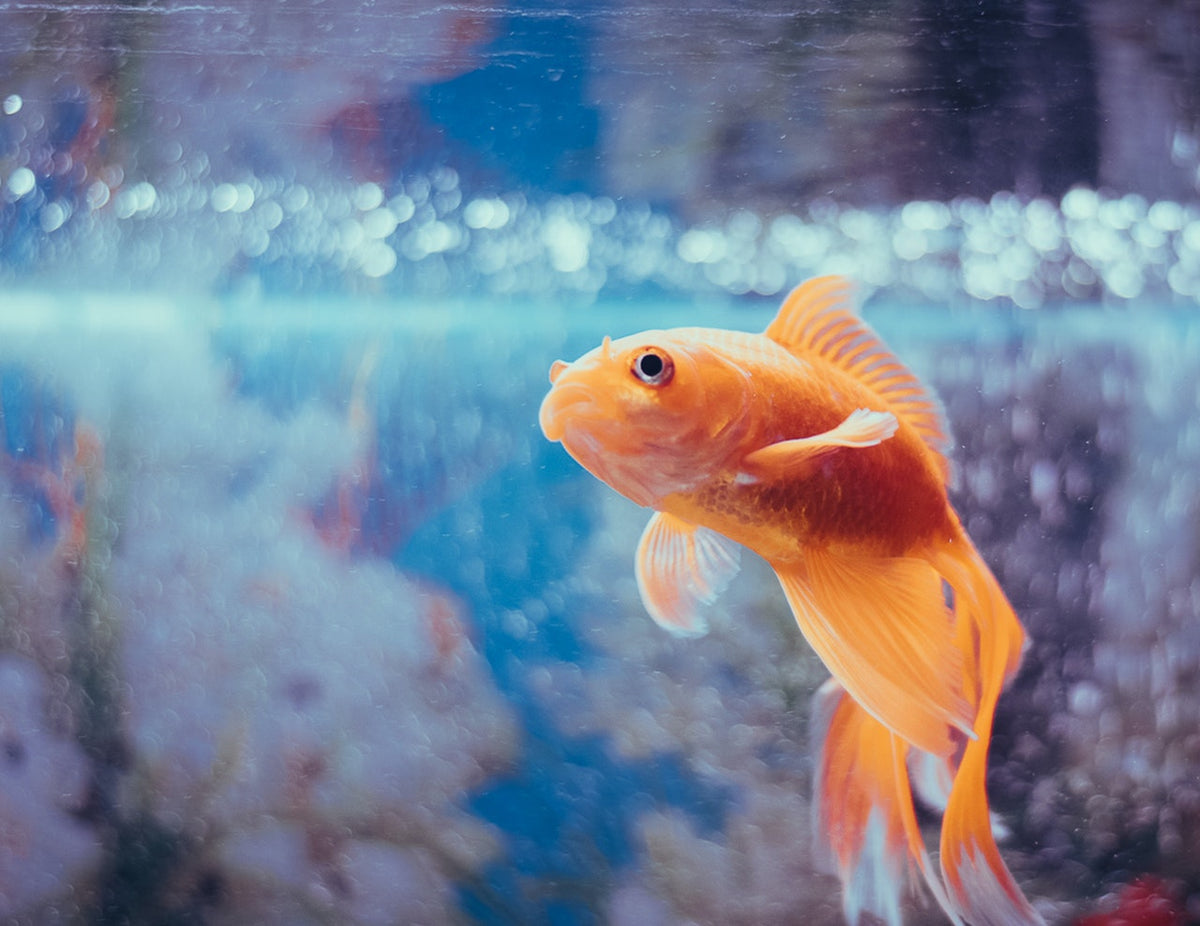 6 Common Fish Tank Mistakes & How To Avoid Them – TankMatez