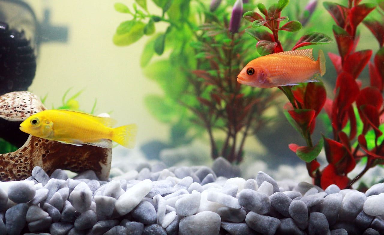 Health Benefits Of Having Pet Fish – TankMatez