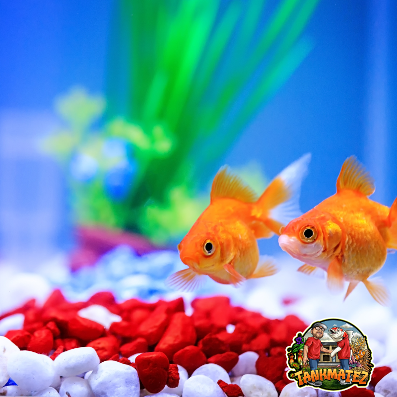 What is the memory of goldfish?